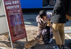 Japonya’da 77 tavşanın ölü bulunduğu adada 1 şahıs gözaltına alındı