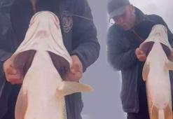 Yakaladığı dev Fırat turnasını görünce hayrete düştü