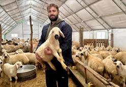 Devlet destek verdi: Genç girişimci küçükbaş hayvan yetiştiriciliğine adım attı