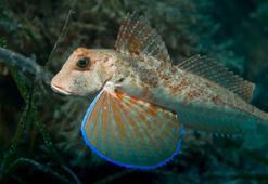 'Uçan' balık da olurmuş! Kırlangıç kuşuna benziyor, üstün yetenekleri şaşırtıyor