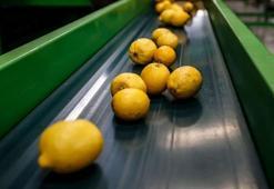 Narenciye ihracatı Türkiye'ye 1 milyar 46 milyon 128 bin dolar getirdi