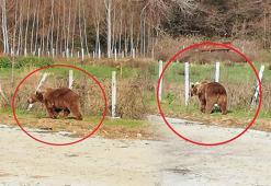 8 gündür her yerde aranıyordu! Firari ayıdan haber var