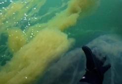 İzmit Körfezi'nde korkutan manzara! Yoğunluk tedirgin etti