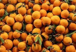 Türkiye'nin narenciye ihracatını Doğu Akdeniz illeri sırtladı