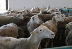 Tokatlı üretici devlet desteğiyle sürüsünü büyüttü