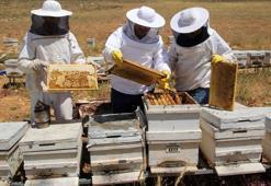 Türkiye bal üretiminde dünya birinciliğini hedefliyor