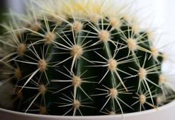 Kaktüse bile çiçek açtıran karışım! Toprağına 1 kaşık serpiştirin