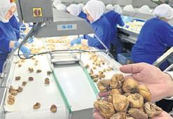 ‘Kuru incirimiz altın değerinde’