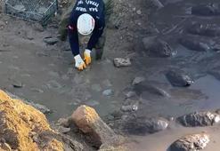 Şanlıurfa'da ilginç görüntü: Bataklığın içinden tek tek topladılar