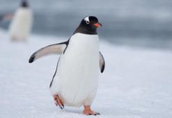 Penguenlerin dışkısı neden pembedir?