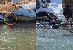 Yer: Yüksekova! Yıllar sonra aynı bölgede tekrar görüldü