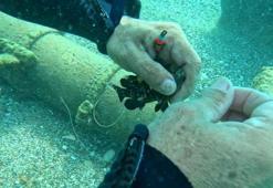 Su altına dalan profesör, 2 balığın hayatını kurtardı