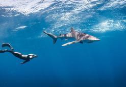 Avustralya'da 17 yaşındaki genç kız, köpek balığı saldırısına uğradı