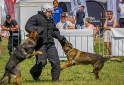 Köpek dövüştürme ve hayvanlara kötü muameleye 475 yıl hapis cezası