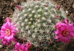 Kaktüse çiçek açtıracak yöntem bulundu! 2 damlası iksir gibi, aşırı su gereksiz