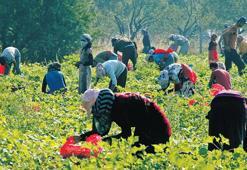 ‘Ülkelerine döneceklerin sayısını tahmin etmek güç’