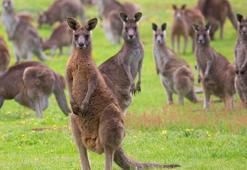 Avustralya'da mikroenjeksiyon yöntemiyle dünyanın ilk kanguru embriyosu elde edildi