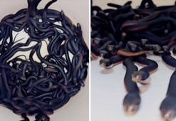 Arka bahçede şok görüntü! Köpeği ısırınca fark ettiler