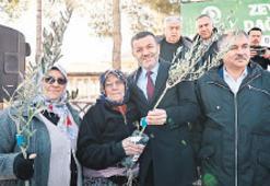 Zeytin fidanları toprakla buluşuyor