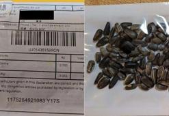 Çin'den gelen gizemli tohumlar panik yarattı, 'istilacı tür' korkusu