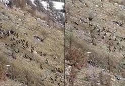 Nesli tükenme tehlikesi ile karşı karşıya! Elazığ'da sürü halinde görüldüler