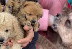 Kurt saldırısında anneleri öldü! 8 yavrudan 6'sı hayata tutundu