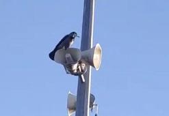 Karganın sesini duyanlar kulaklarına inanamadı: 'Allah' diye bağırıyor