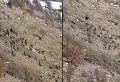 Nesli tükenme tehlikesi ile karşı karşıya! Elazığ'da sürü halinde görüldüler