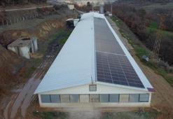 Tavuk çiftliği elektriğini devlet desteğiyle kurulan güneş santralinden sağlıyor