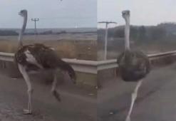 Çiftlikten kaçan deve kuşu kara yoluna girdi, ortaya ilginç görüntüler çıktı