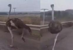 Çiftlikten kaçan deve kuşu kara yoluna girdi, ortaya ilginç görüntüler çıktı