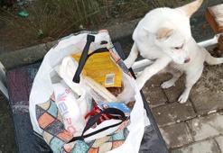 Yavru köpeği sokağa terk ettiler, bir de not bıraktılar!