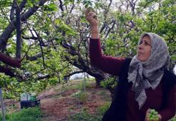 Mevsimi gelmeden ilk hasat yapıldı! İstanbul'a gidiyor... Kilosu 8 bin lira