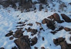 Nesli tükenme tehlikesi ile karşı karşıya! İki kentte görüldü