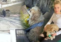 Denizli’de korkunç görüntü! Ayağını bağlayıp çöpe attı