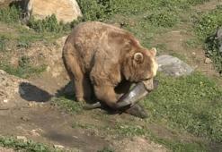 Uykusu kaçan ayılar, 9 kiloluk levrekleri afiyetle midelerine indirdi