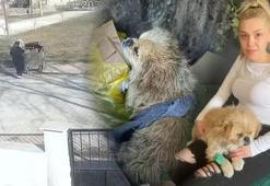 Denizli’de korkunç görüntü! Ayağını bağlayıp çöpe attı