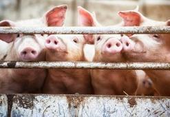 Avustralya'da domuz çiftliklerinde Japon ensefaliti virüsü saptandı