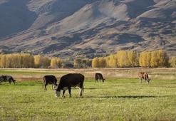 "Kırsalda Bereket, Hayvancılığa Destek Projesi"ne 2 bin 500 başvuru yapıldı