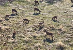 Nesli koruma altında olan dağ keçileri kent merkezinde görüldü