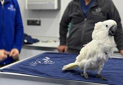 Veterinere giden papağanın görüntüleri sosyal medyada viral oldu