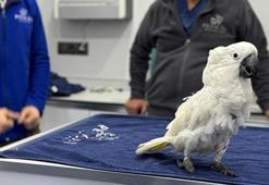 Veterinere giden papağanın görüntüleri sosyal medyada viral oldu