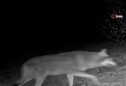 Ankara'da yaban hayatı fotokapan görüntülerine yansıdı