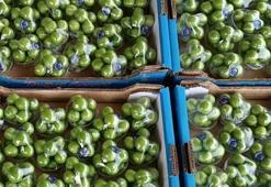 Erik hasadının yapıldığı Mersin, seralarıyla ihracat talebine yetişemiyor