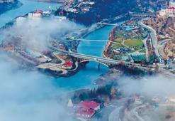 Tunceli'de valilik kararı! Sokak hayvanları toplatılacak