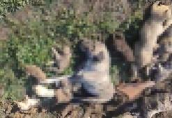 Osmaniye'de hayvan barınağında 21 köpek ölü bulundu