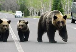 Japonya kabinesi kentsel alanlardaki ayıların vurulmasına onay verdi