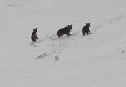 Erzincan’da kış uykusuna yatmayan anne ayı ve yavruları karlı arazide dolaşırken görüntülendi