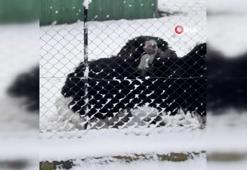 Deve kuşunun kar sevinci kamerada