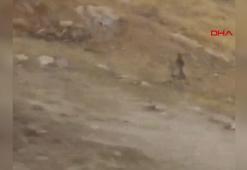Diyarbakır'da çizgili sırtlan kamerada